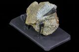 Tyrannosaur Tooth In Rock With Metal Stand - Montana #73392-2
